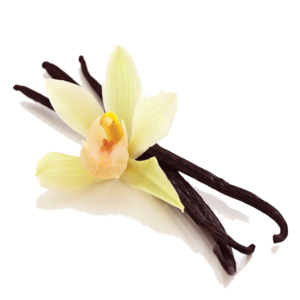 Vanilla Infused Pure Honey