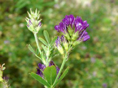 Pure, Natural Alfalfa Honey