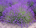 Lavender Infused Pure Honey