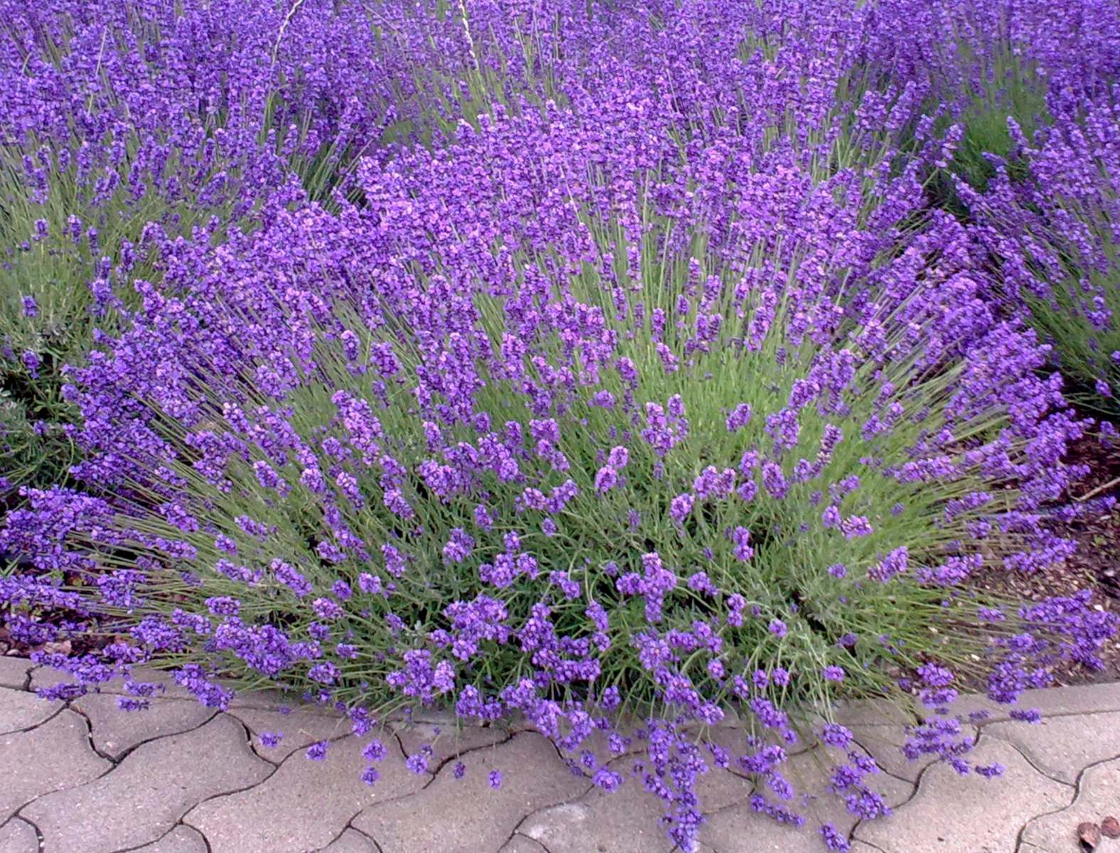 Lavender Infused Pure Honey