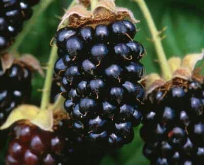 Marionberry Infused Pure Honey
