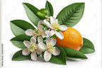 Orange Blossom Pure, Natural Honey