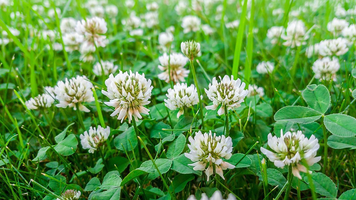 North Dakota White Clover Honey - Natural Pure unfiltered