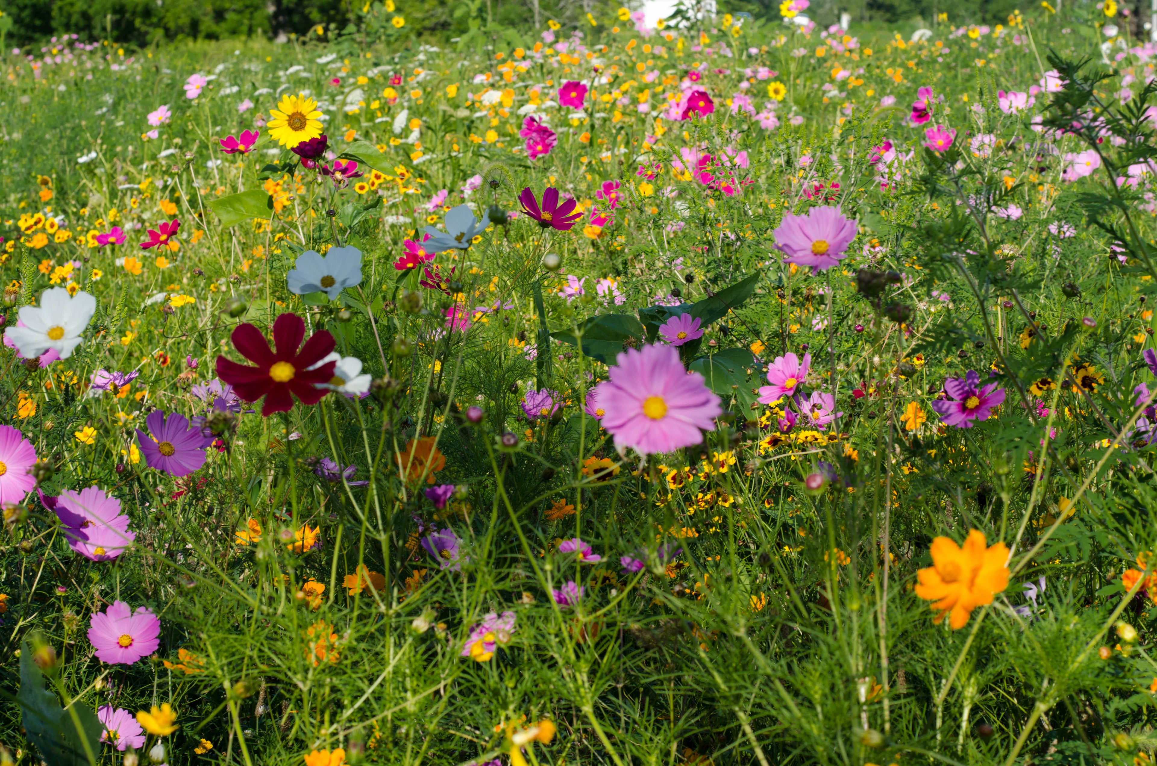 Raw, Pure, Natural Wildflower Honey