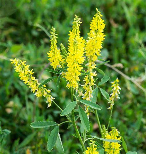 Utah Yellow and White Clover pure, Natural Honey